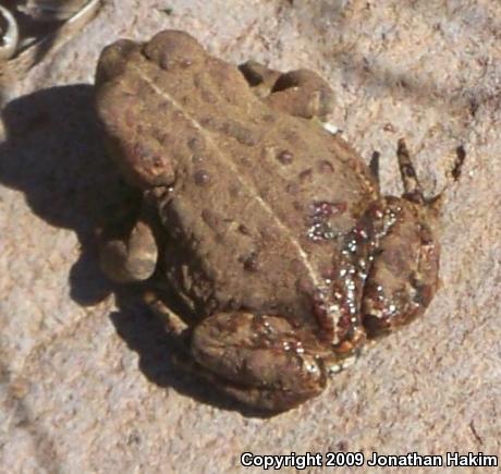 Boreal Toad (Anaxyrus boreas boreas)