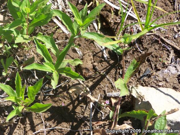 Boreal Toad (Anaxyrus boreas boreas)