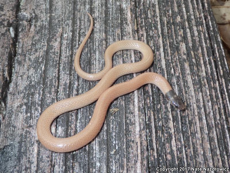 Central Florida Crowned Snake (Tantilla relicta neilli)