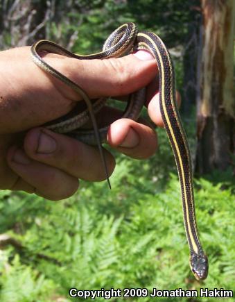 Valley Gartersnake (Thamnophis sirtalis fitchi)