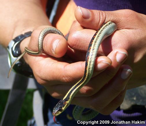 Valley Gartersnake (Thamnophis sirtalis fitchi)