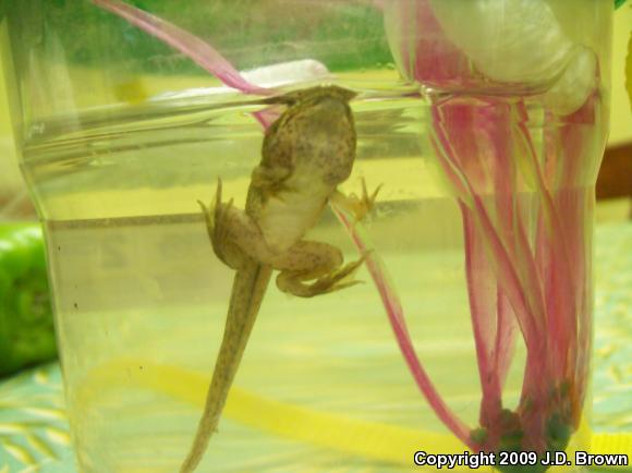 Green Frog (Lithobates clamitans)