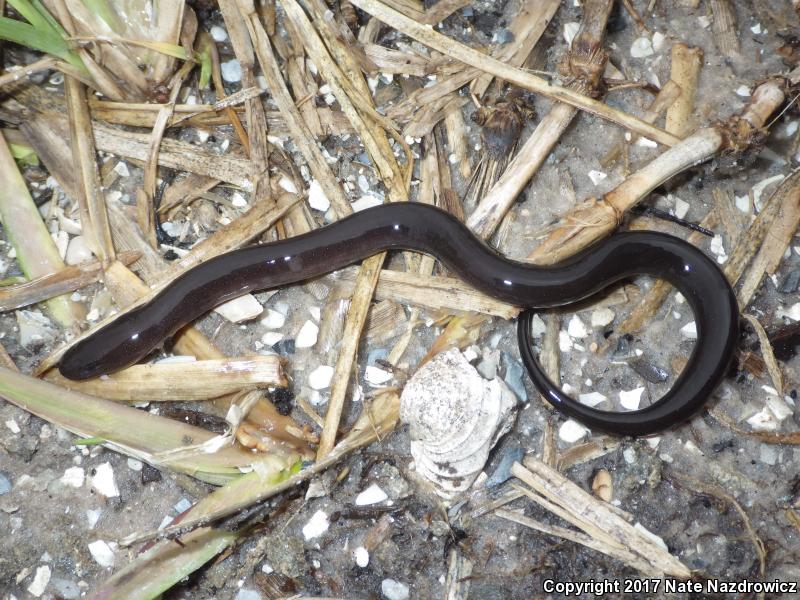 Two-toed Amphiuma (Amphiuma means)