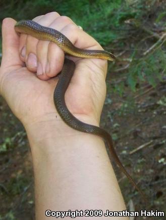 Northwestern Gartersnake (Thamnophis ordinoides)