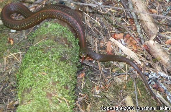 Northwestern Gartersnake (Thamnophis ordinoides)