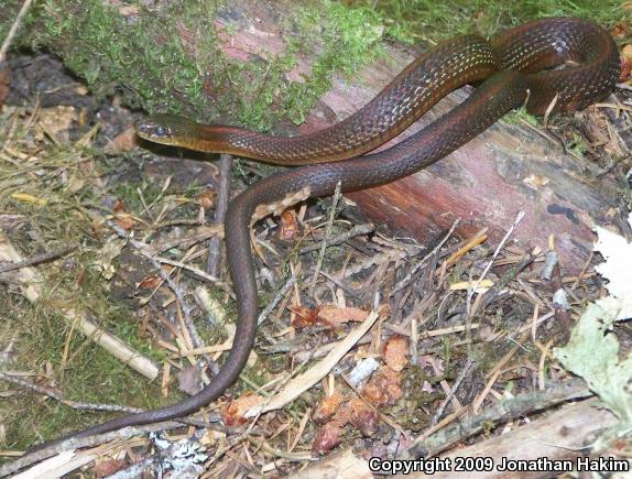 Northwestern Gartersnake (Thamnophis ordinoides)