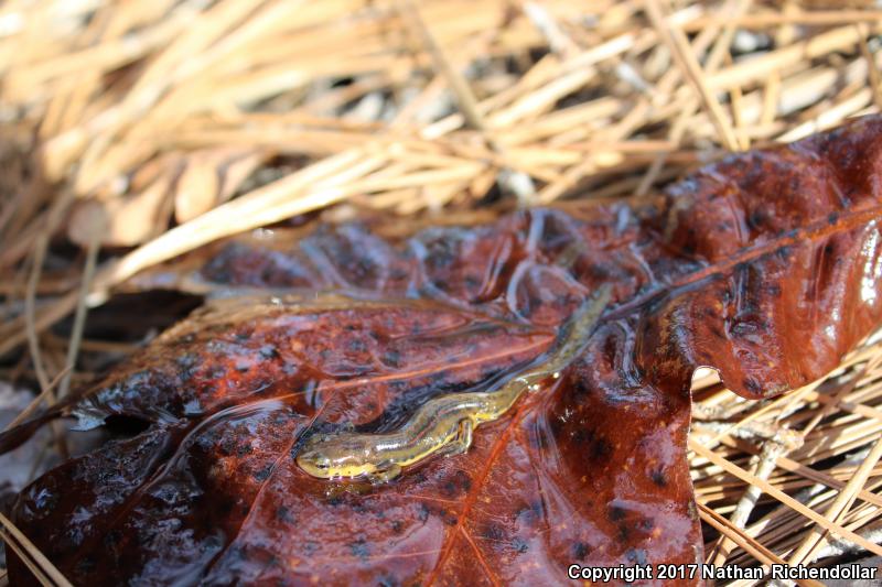 Broken-striped Newt (Notophthalmus viridescens dorsalis)