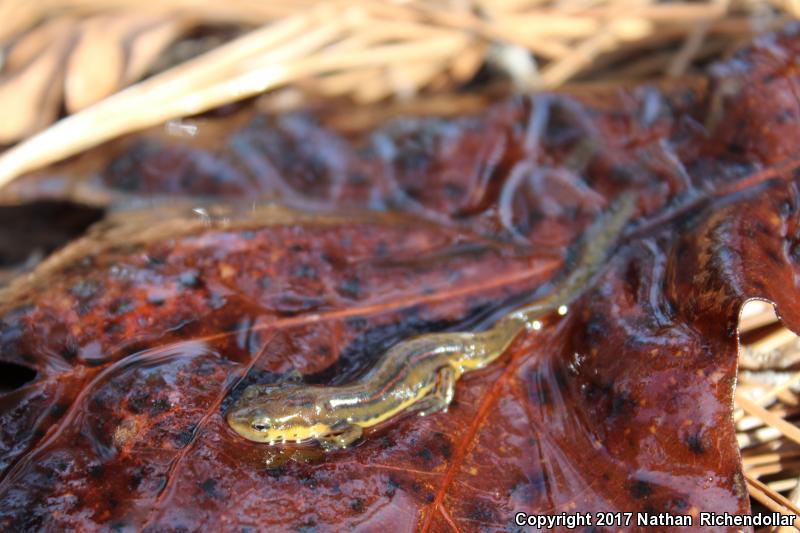 Broken-striped Newt (Notophthalmus viridescens dorsalis)