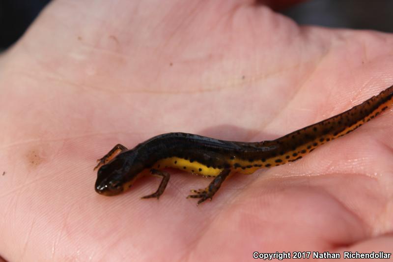 Broken-striped Newt (Notophthalmus viridescens dorsalis)