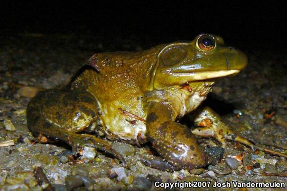 American Bullfrog (Lithobates catesbeianus)