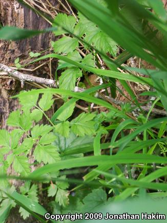 Northern Red-legged Frog (Rana aurora)