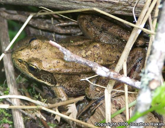 Northern Red-legged Frog (Rana aurora)