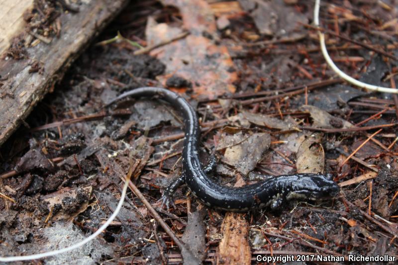 Atlantic Coast Slimy Salamander (Plethodon chlorobryonis)