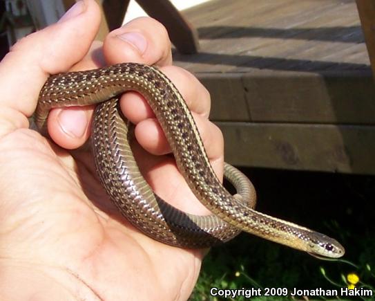 Northwestern Gartersnake (Thamnophis ordinoides)