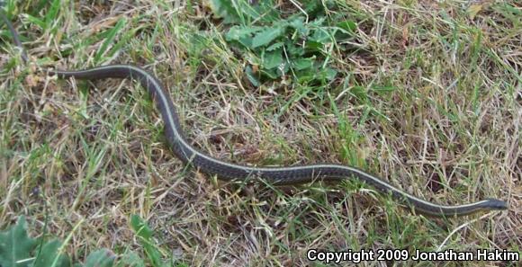 Northwestern Gartersnake (Thamnophis ordinoides)