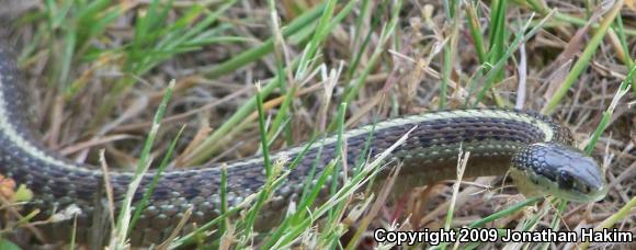 Northwestern Gartersnake (Thamnophis ordinoides)