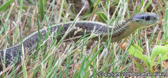 Northwestern Gartersnake (Thamnophis ordinoides)