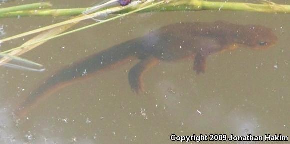 Northern Rough-skinned Newt (Taricha granulosa granulosa)