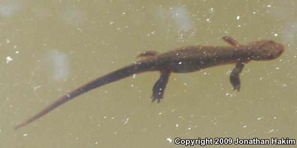 Northern Rough-skinned Newt (Taricha granulosa granulosa)