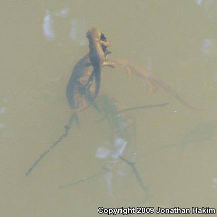 Northern Rough-skinned Newt (Taricha granulosa granulosa)