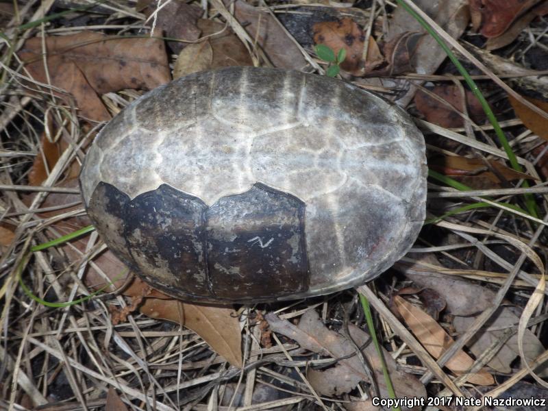 Striped Mud Turtle (Kinosternon baurii)