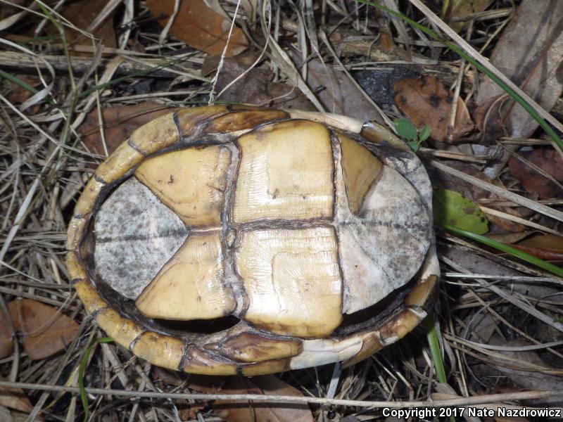 Striped Mud Turtle (Kinosternon baurii)