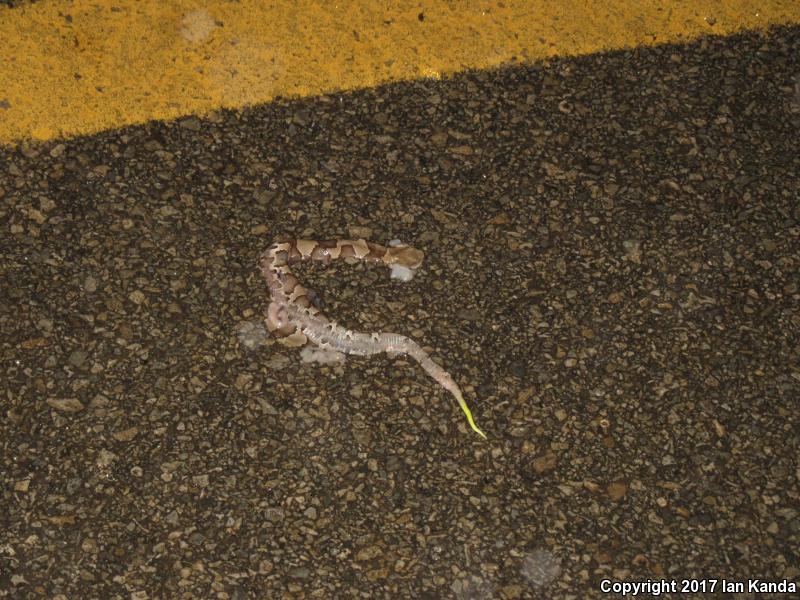 Broad-banded Copperhead (Agkistrodon contortrix laticinctus)