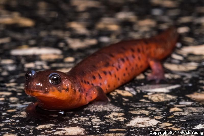 Rusty Mud Salamander (Pseudotriton montanus floridanus)