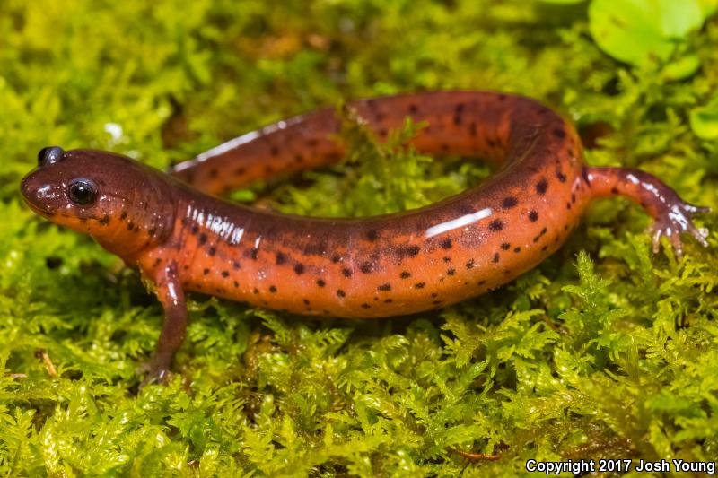 Rusty Mud Salamander (Pseudotriton montanus floridanus)