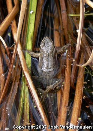 Western Chorus Frog (Pseudacris triseriata)