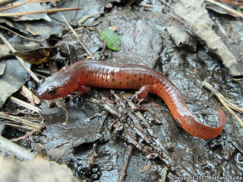 Eastern Mud Salamander (Pseudotriton montanus montanus)