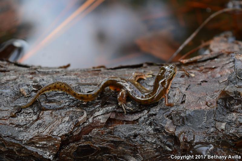 Broken-striped Newt (Notophthalmus viridescens dorsalis)