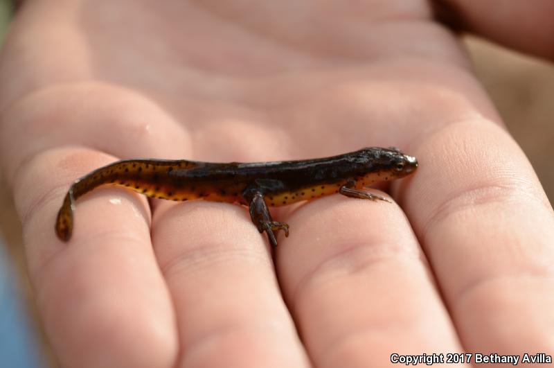 Broken-striped Newt (Notophthalmus viridescens dorsalis)