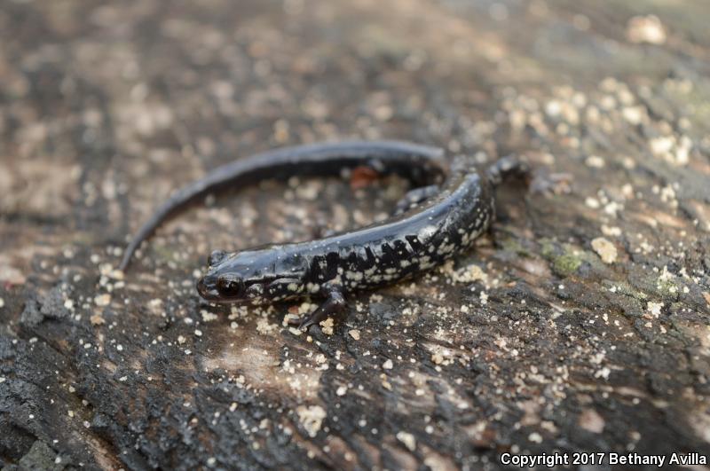 Atlantic Coast Slimy Salamander (Plethodon chlorobryonis)