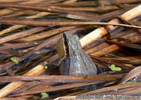 Western Chorus Frog (Pseudacris triseriata)