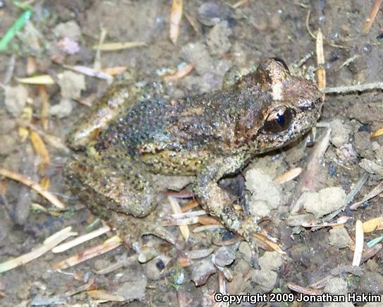 Western Tailed Frog (Ascaphus truei)