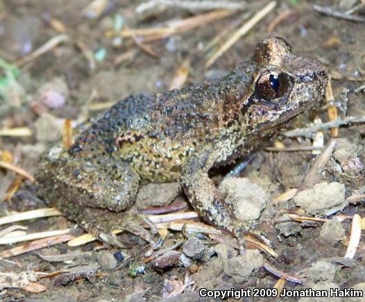 Western Tailed Frog (Ascaphus truei)