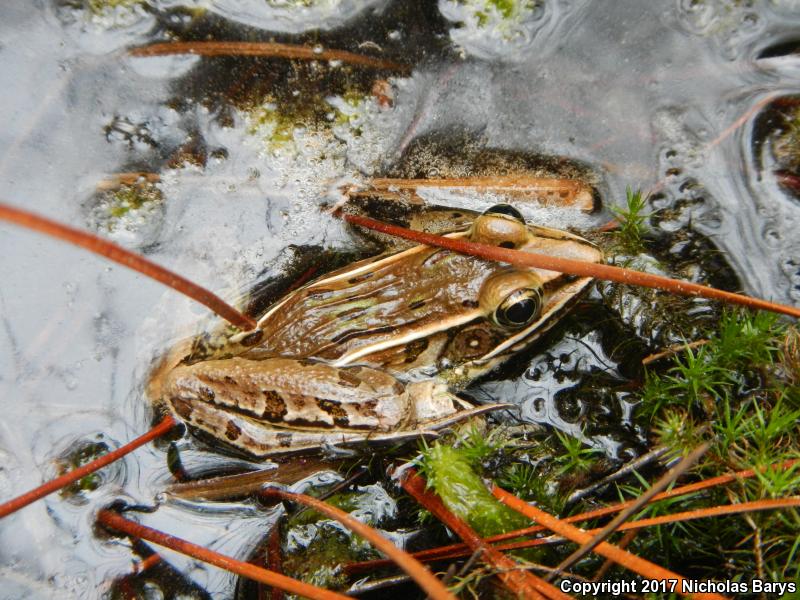 Florida Leopard Frog (Lithobates sphenocephalus sphenocephalus)