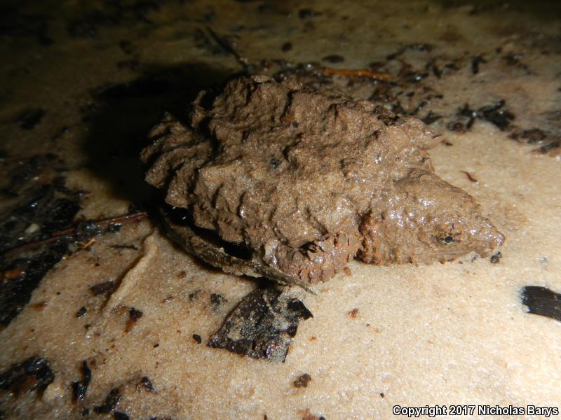 Alligator Snapping Turtle (Macrochelys temminckii)