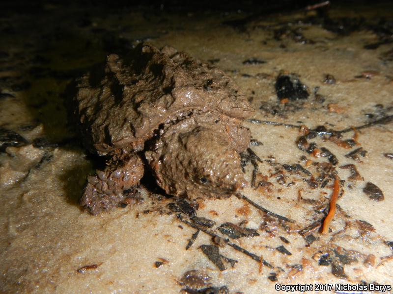 Alligator Snapping Turtle (Macrochelys temminckii)