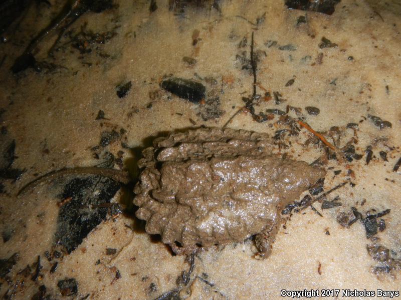 Alligator Snapping Turtle (Macrochelys temminckii)