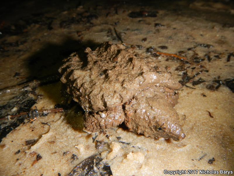 Alligator Snapping Turtle (Macrochelys temminckii)