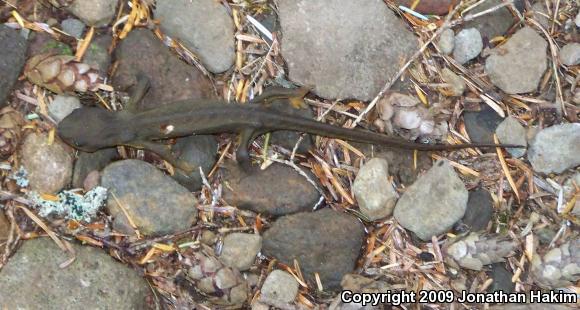 Northern Rough-skinned Newt (Taricha granulosa granulosa)