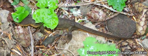 Northern Rough-skinned Newt (Taricha granulosa granulosa)