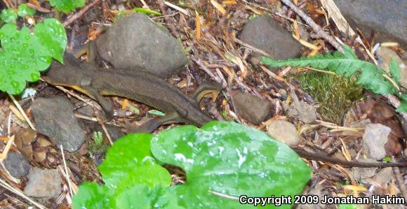 Northern Rough-skinned Newt (Taricha granulosa granulosa)