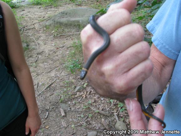 Ring-necked Snake (Diadophis punctatus)