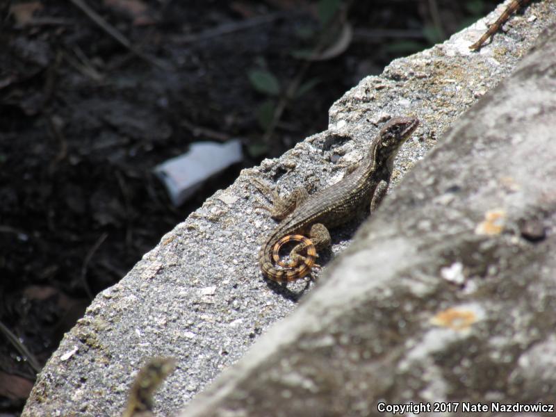 Northern Curly-tailed Lizard (Leiocephalus carinatus)