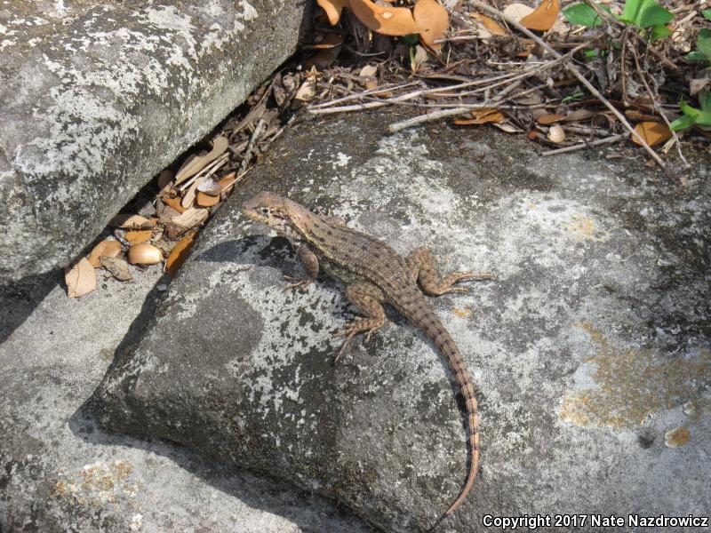 Northern Curly-tailed Lizard (Leiocephalus carinatus)