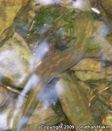 Cope's Giant Salamander (Dicamptodon copei)