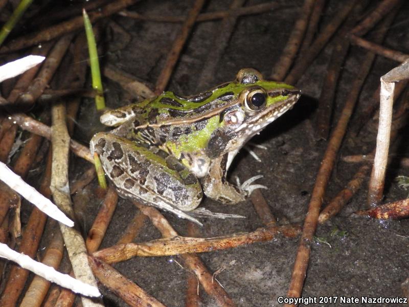 Florida Leopard Frog (Lithobates sphenocephalus sphenocephalus)